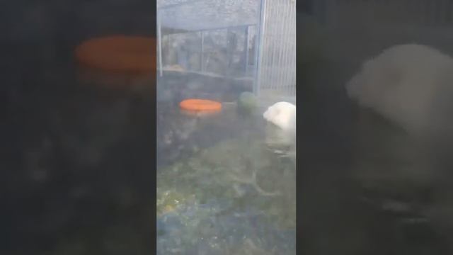 Диксон и мой круг.Прощай,Диксон!😭Одно из последних его видео 🤦♀️ смотреть онлайн