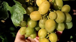 ШАРМ ВИНОГРАД СВЕРХРАННЕГО СРОКА СОЗРЕВАНИЯ. ТЕПЛОВА ТАТЬЯНА. ВАЙБЕР +380956118435