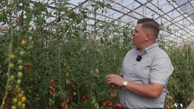 Томатные новинки от Агрофирмы Семко