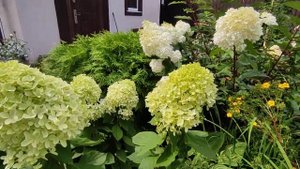 Гортензия метельчатая 'Magical Candle’ (Bokraflame) Hydrangea paniculata Magical Candle??