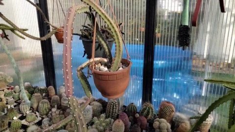 Опасный кактус.Коллекция кактусов.Корифанта.ЛихтенбергияЛобивия.Эхиноцереусы.Семена эхинопсисов .