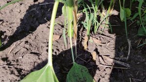 Вовчкоборець 4. Какой вред от заразихи для подсолнухов, Как убрать заразиху с поля