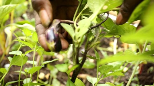 This Woman Built 17 Gardens for Her Community and Isn't Stopping! смотреть онлайн