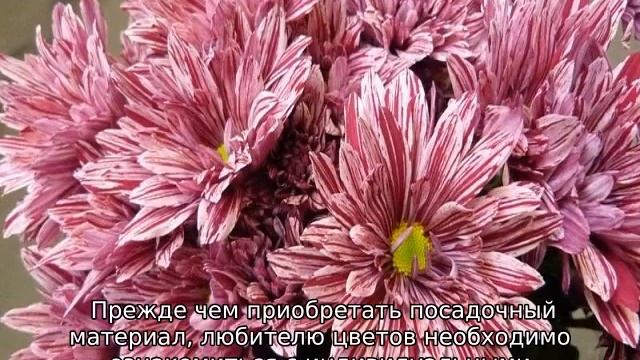 Хризантема кустовая