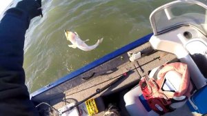 Бонусные судаки (до 6800),  Веселовское вдхр