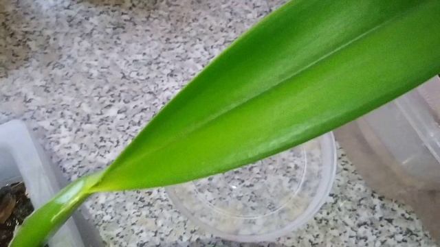 Полив и обзор орхидей 22.01.2023г.Часть 2.???