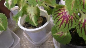 Необыкновенно красивый колеус сорта Coleosaurus! Черенкую и формирую