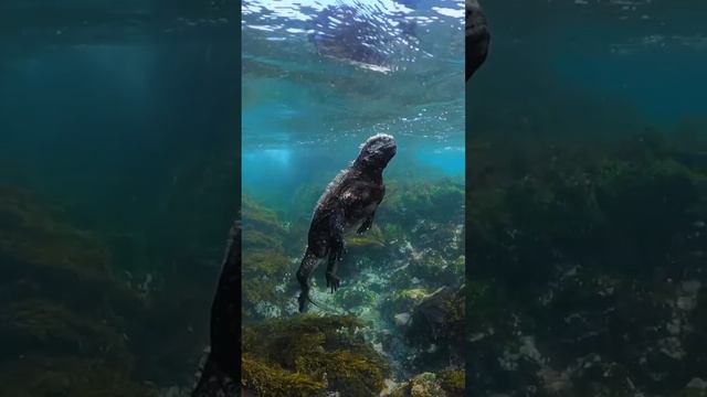 Игуаны не дышат под водой, но способны задерживать дыхание на длительное время. В зависимости от ...
