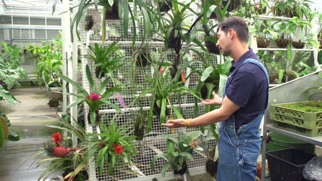 Introducing Bromeliads... смотреть онлайн