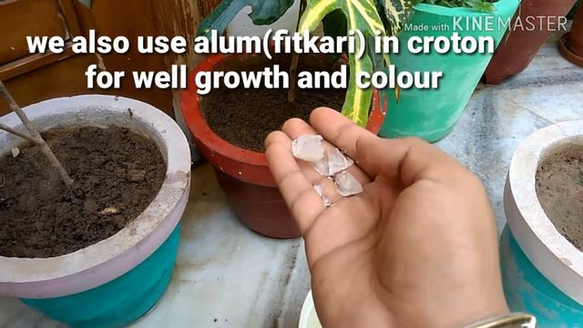 4.how to care croton plant in summer смотреть онлайн