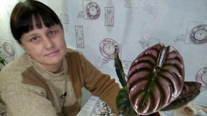 Алоказия Ред Секрет