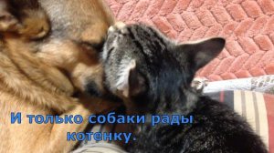 Коты не принимают нового котенка