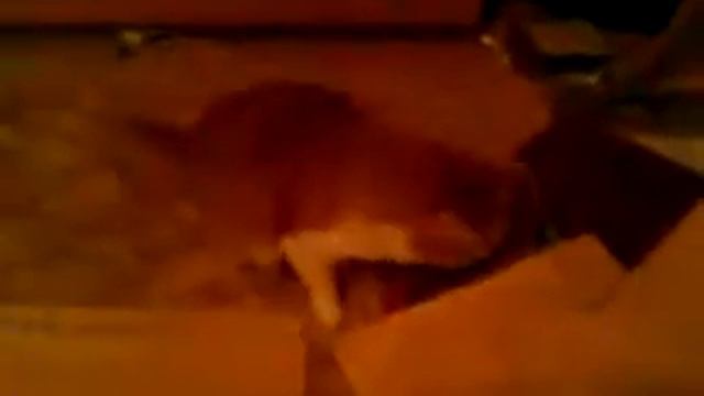 Икающий кот смотреть онлайн