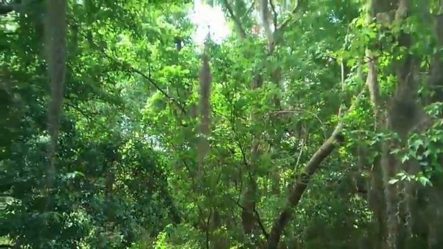 Sawgrass Lake Park, Florida, walking tour Прогулка по парку Sawgrass смотреть онлайн