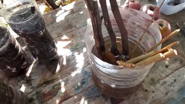 ВЫРАЩИВАНИЕ ИНЖИРА ИЗ ЧЕРЕНКОВ...Vselennaya uvlecheniy смотреть онлайн