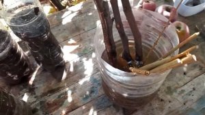 ВЫРАЩИВАНИЕ ИНЖИРА ИЗ ЧЕРЕНКОВ...Vselennaya uvlecheniy