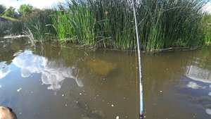 Немного рыбалки. река Шешупе (Šešupė)