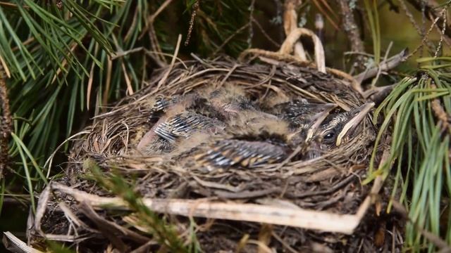Птенцы дрозда белобровика смотреть онлайн
