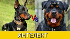 Ротвейлер vs доберман