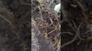 размножение, посадка древовидной лилии