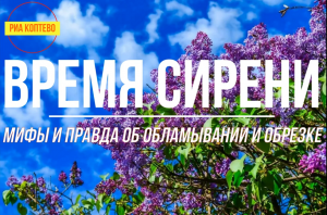 Время сирени. Мифы и правда об обламывании и обрезке