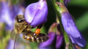 ИССОП   /   ОТ  САХАРНОГО  ДИАБЕТА    /   КОЗЛЯТНИК   /