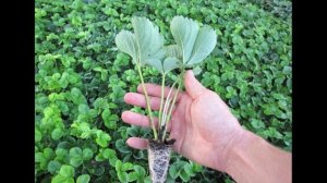 Как сажать клубнику осенью? Когда сажать клубнику осенью?