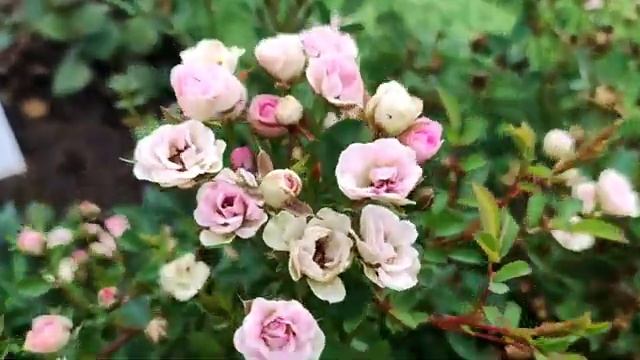 Повторное цветение малышек-первогодок!Самая маленькая роза в Мире!-"Ли-Ли.",КРЫМСКИЙ САМОЦВЕТ! смотреть онлайн