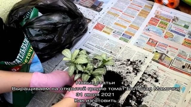 Пересадка фиттонии: когда и во что пересаживать растение