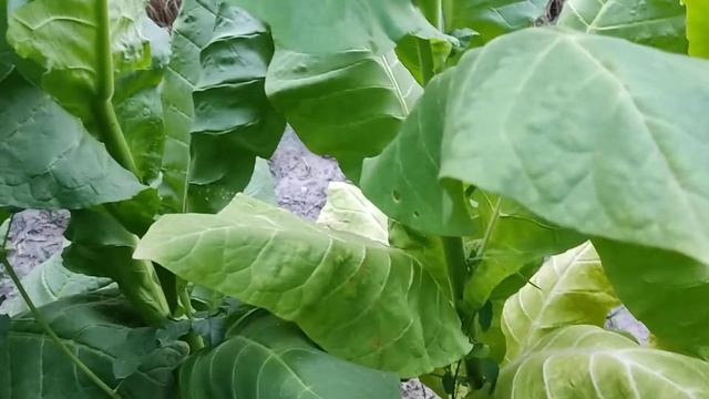 Обзор сорта табака Трапезонд 15 смотреть онлайн