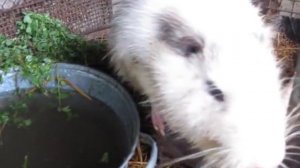 Какая порода нутрий все таки больше?