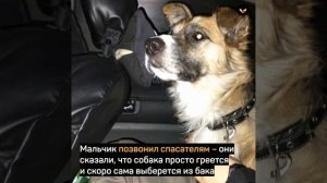 В Хабаровске 11 летний мальчик спас раненую собаку, которая умирала в мусорном баке