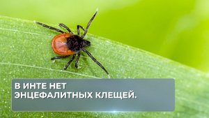 В Инте нет энцефалитных клещей.