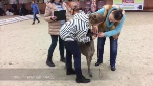 Монопородная выставка. Веймаранер. 22.02.2016