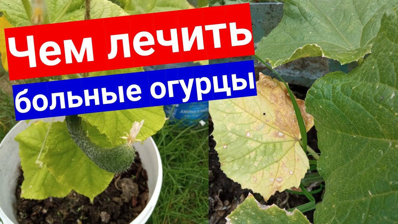 Чем болеют огурцы. Болезни огурцов в теплице и открытом грунте