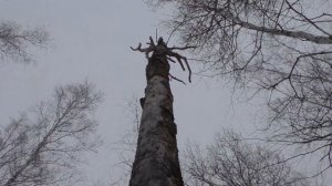 Нахаживание щенка лайки по кунице