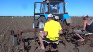 Вторая междурядная обработка арбуза "ножницы". Сезон 2015