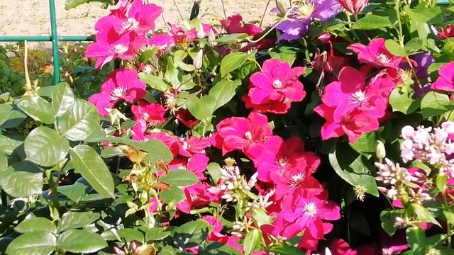 КЛЕМАТИС-символ нежности, цветок, напоминающий ЗВЕЗДУ. смотреть онлайн