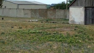 Как бежит Цесарка