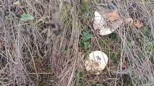 ЗА ГРИБАМИ ПО СТАРЫМ МЕСТАМ СИНЕНОЖКА и ЗИМНИЕ ОПЯТА #грибы #тихаяохота #опята