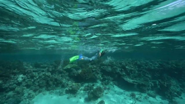 Техника дельфин в длину. смотреть онлайн