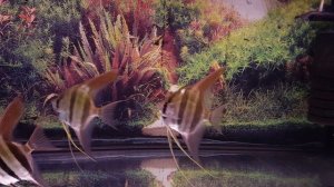 Альтум Ориноко. Кормление аквариумных рыб аулофорусом.