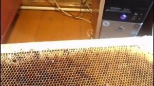 Пчеловодство Урала ! Что делать с испражнениями , и плесенью на рамках