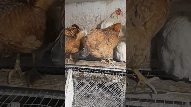 Утренняя разминка! #курынесушки #chick #куры #молодняк #петухи #курятник смотреть онлайн