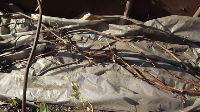 Как укрыть виноград на зиму в Сибири. смотреть онлайн