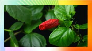 Футаж- распускающиеся цветы