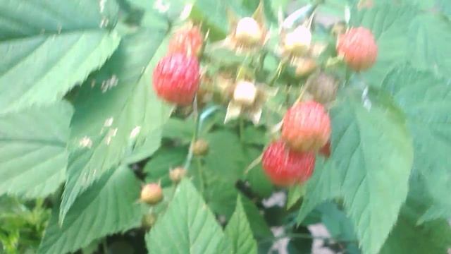 дикая малина , очень кислая смотреть онлайн