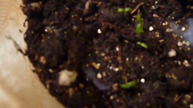 сельдерей черешковый,посевы на ткань-каков результат? смотреть онлайн