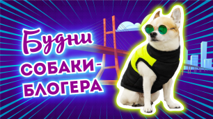 Будни собаки-блогера VLOG | Самая известная собака России
