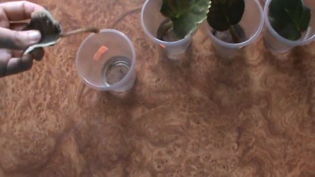 Кімнатні рослини Як почувають себе фіалочки у водичці